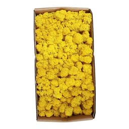 Rêu Trang Trí Tường Không Cần Bảo Dưỡng Được Bảo Quản Tự Nhiên Cho Tường
