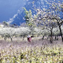 [Tour Tết] tham quan Hà Nội - Mộc Châu - Ninh Bình 4 ngày 3 đêm mùng 2 - 3- 4 Tết khởi hành tại thành phố Hồ Chí Minh bằng máy bay Vietjet Air