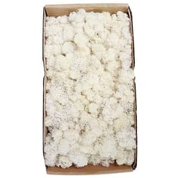 Rêu Trang Trí Tường Không Cần Bảo Dưỡng Được Bảo Quản Tự Nhiên Cho Tường