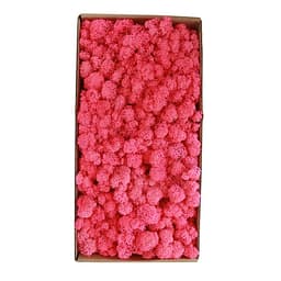 Rêu Trang Trí Tường Không Cần Bảo Dưỡng Được Bảo Quản Tự Nhiên Cho Tường