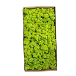 Rêu Trang Trí Tường Không Cần Bảo Dưỡng Được Bảo Quản Tự Nhiên Cho Tường