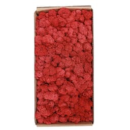 Rêu Trang Trí Tường Không Cần Bảo Dưỡng Được Bảo Quản Tự Nhiên Cho Tường