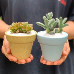 Sen Đá Ruby Đỏ - 7x7x15 Cm - Cây Mini Để Bàn & Chậu Gốm Sứ Bát Tràng Trồng Cây Sen Đá, Xương Rồng, Tiểu cảnh Terrarium - Dáng Trôn Ốc
