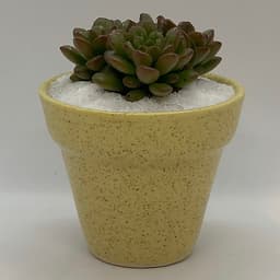 Sen Đá Ruby Đỏ - 7x7x15 Cm - Cây Mini Để Bàn & Chậu Gốm Sứ Bát Tràng Trồng Cây Sen Đá, Xương Rồng, Tiểu cảnh Terrarium - Dáng Trôn Ốc