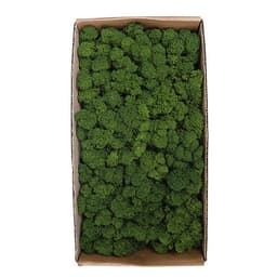Rêu Trang Trí Tường Không Cần Bảo Dưỡng Được Bảo Quản Tự Nhiên Cho Tường