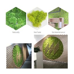 Rêu Trang Trí Tường Không Cần Bảo Dưỡng Được Bảo Quản Tự Nhiên Cho Tường