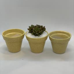 Sen Đá Ruby Đỏ - 7x7x15 Cm - Cây Mini Để Bàn & Chậu Gốm Sứ Bát Tràng Trồng Cây Sen Đá, Xương Rồng, Tiểu cảnh Terrarium - Dáng Trôn Ốc