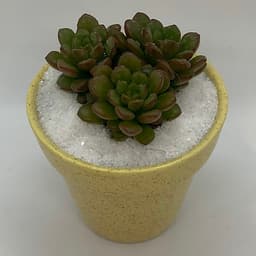 Sen Đá Ruby Đỏ - 7x7x15 Cm - Cây Mini Để Bàn & Chậu Gốm Sứ Bát Tràng Trồng Cây Sen Đá, Xương Rồng, Tiểu cảnh Terrarium - Dáng Trôn Ốc