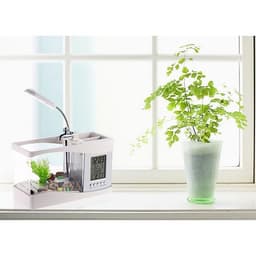Bể cá mini để bàn làm việc