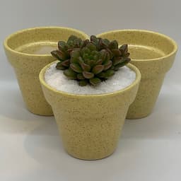 Sen Đá Ruby Đỏ - 7x7x15 Cm - Cây Mini Để Bàn & Chậu Gốm Sứ Bát Tràng Trồng Cây Sen Đá, Xương Rồng, Tiểu cảnh Terrarium - Dáng Trôn Ốc