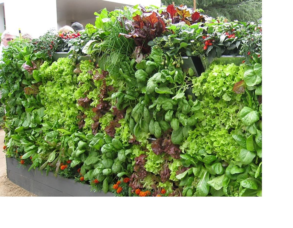 1m2 Vườn tường HOLO - Khung chậu nhựa trồng cây trồng rau trồng hoa trên tường - Nhiều màu (10 khung + 30 chậu)