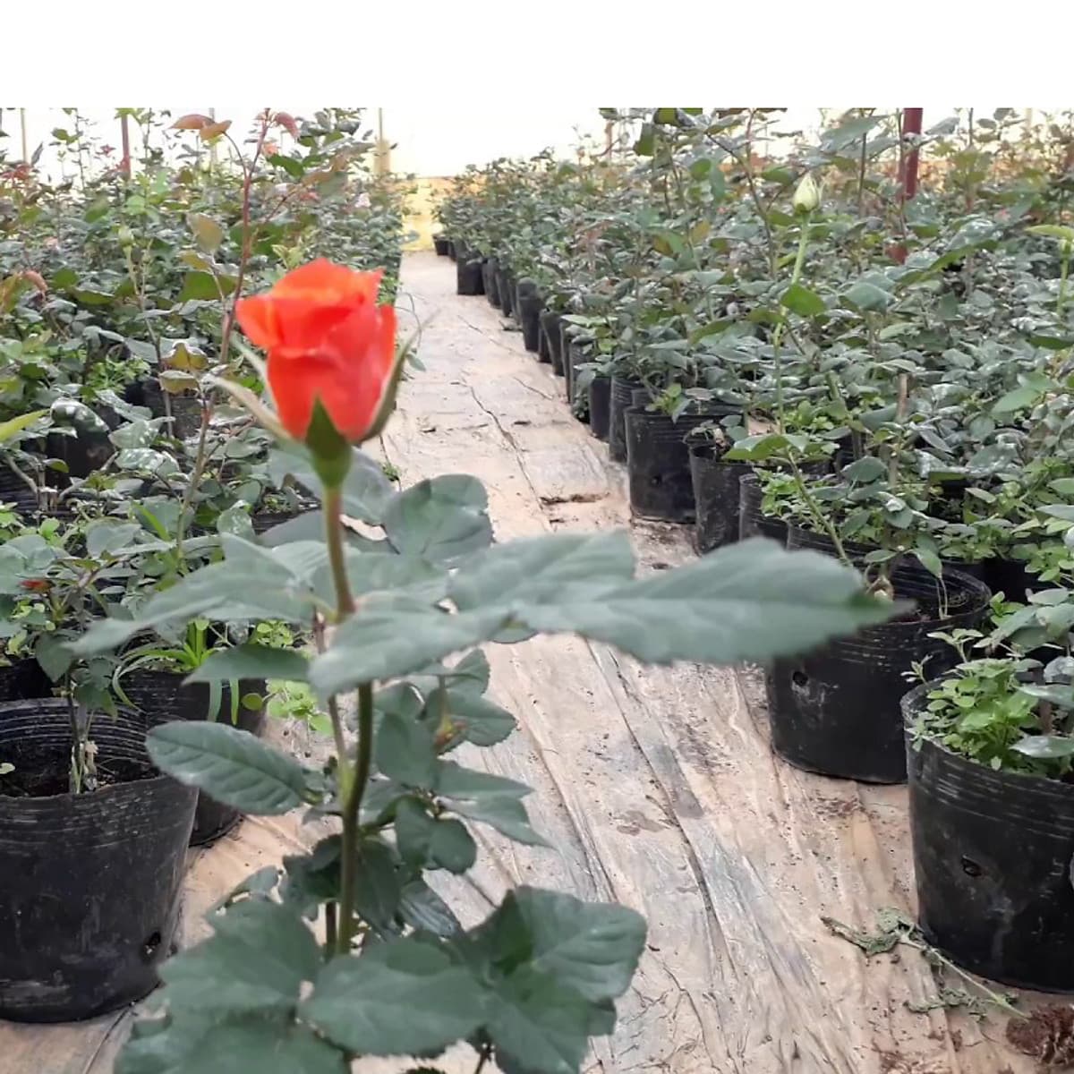 COMBO 50 Chậu nhựa trồng cây C9A 23x18x17 -77104