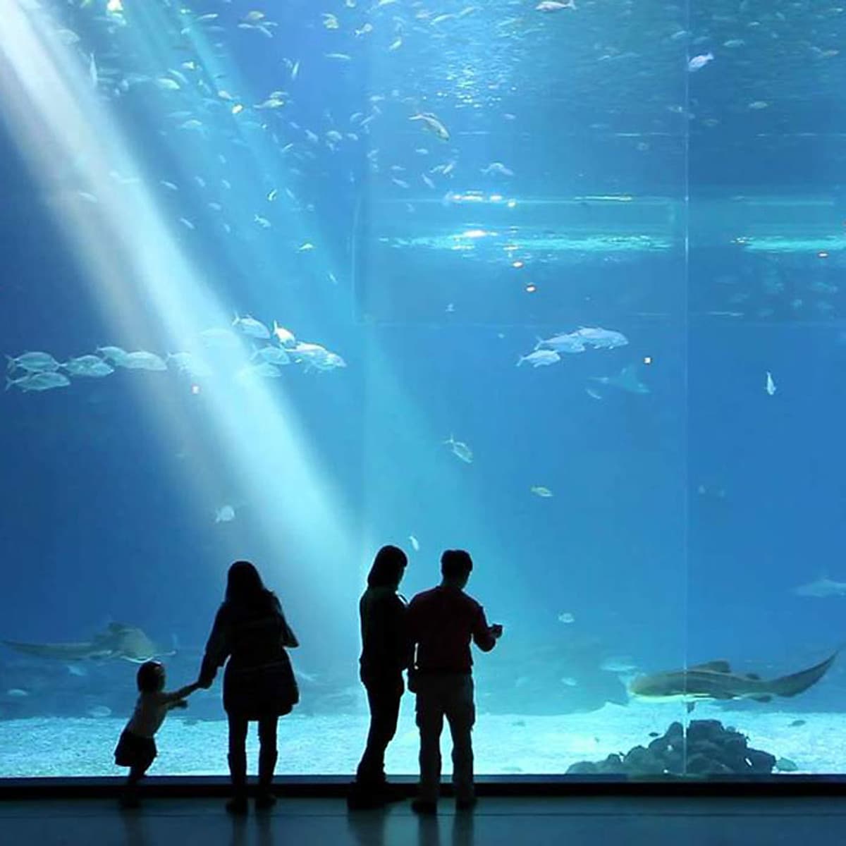 Vé Thủy Cung Aqua Planet Jeju, Hàn Quốc