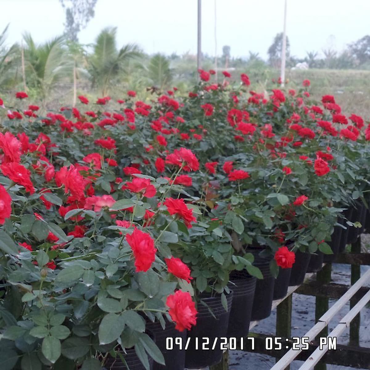 COMBO 50 Chậu nhựa trồng cây C9A 23x18x17 -77104