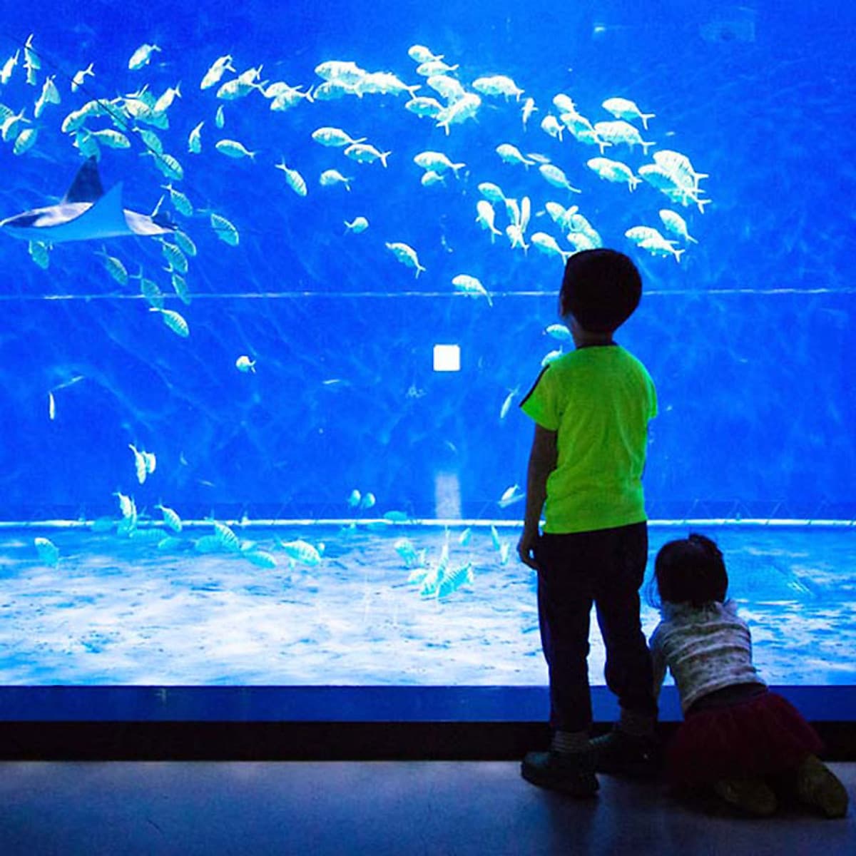 Vé Thủy Cung Aqua Planet Jeju, Hàn Quốc