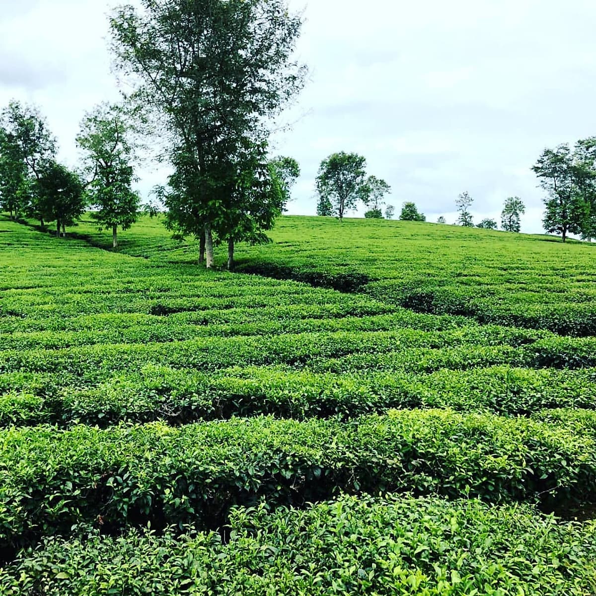 Tour Mù Cang Chải 2N1Đ Mùa Lúa Chín, Khởi Hành Thứ 7 Hàng Tuần & Dịp Lễ