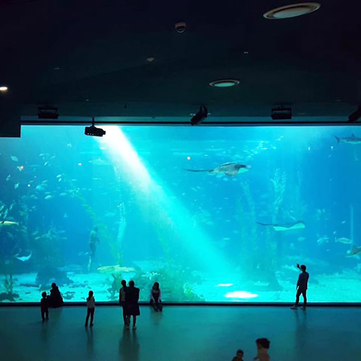 Vé Thủy Cung Aqua Planet Jeju, Hàn Quốc