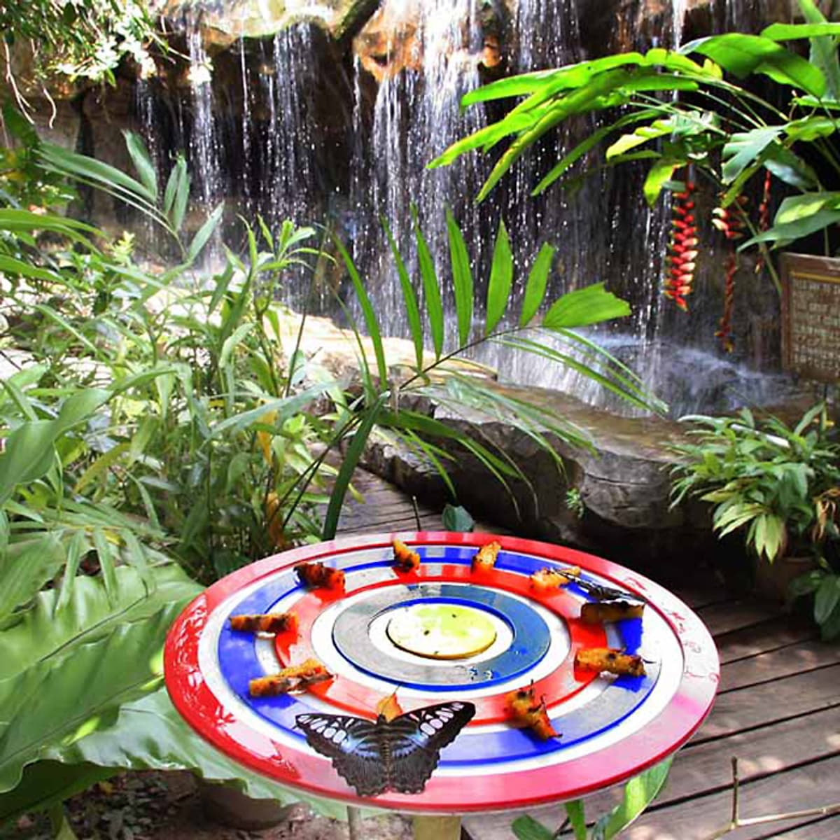 Vé Tham Quan Butterfly Park & Insect Kingdom Singapore