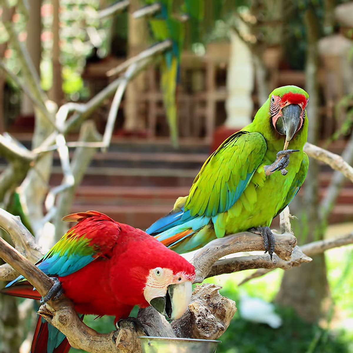 Vé Tham Quan Bali Bird Park, Indonesia