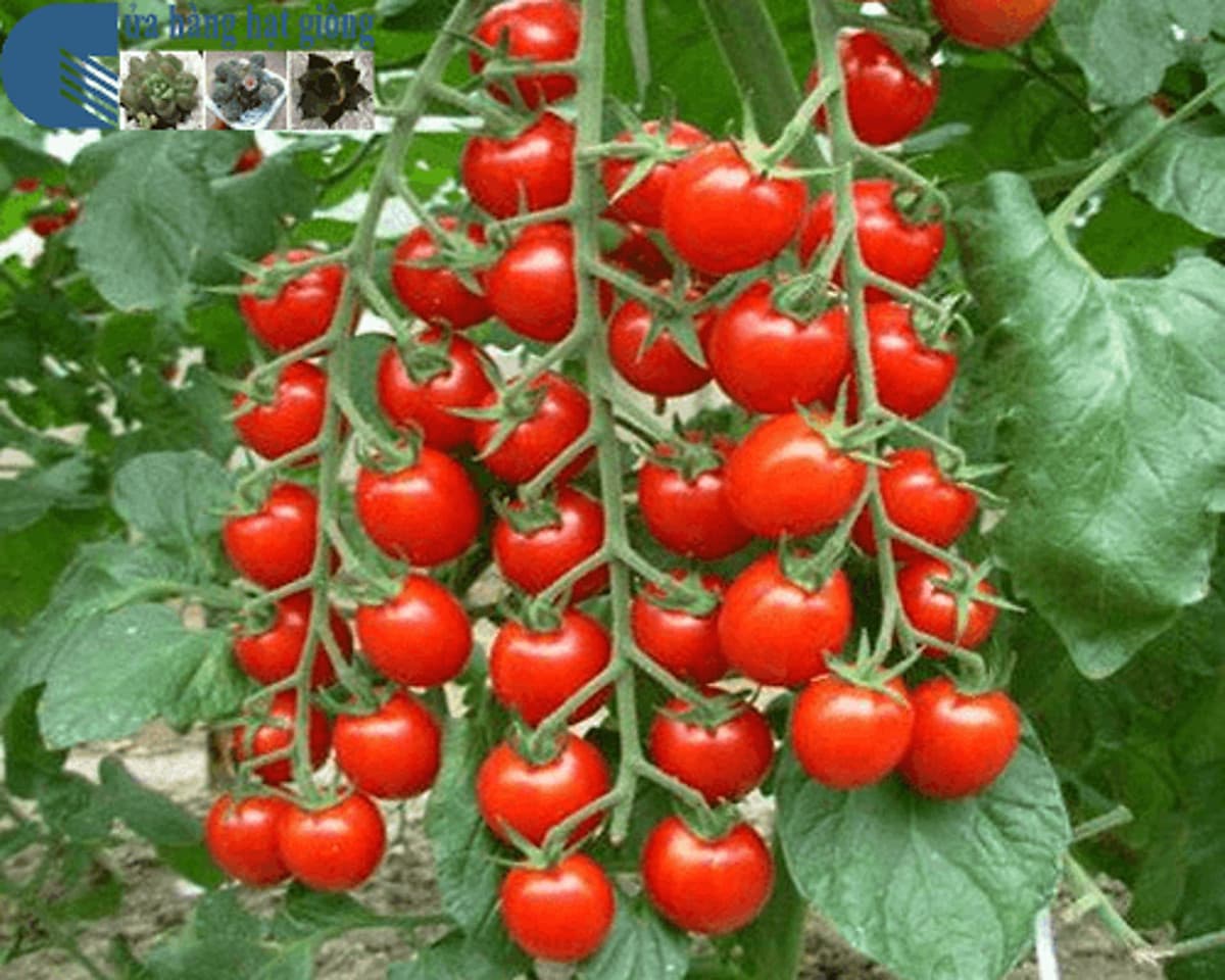 Hạt giống cà chua cherry F1- A6 0.5g