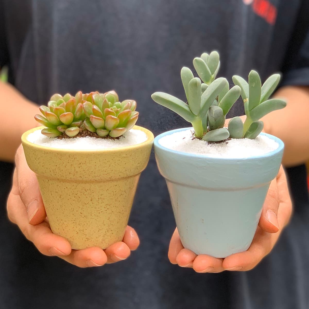 Sen Đá Ruby Đỏ - 7x7x15 Cm - Cây Mini Để Bàn & Chậu Gốm Sứ Bát Tràng Trồng Cây Sen Đá, Xương Rồng, Tiểu cảnh Terrarium - Dáng Trôn Ốc