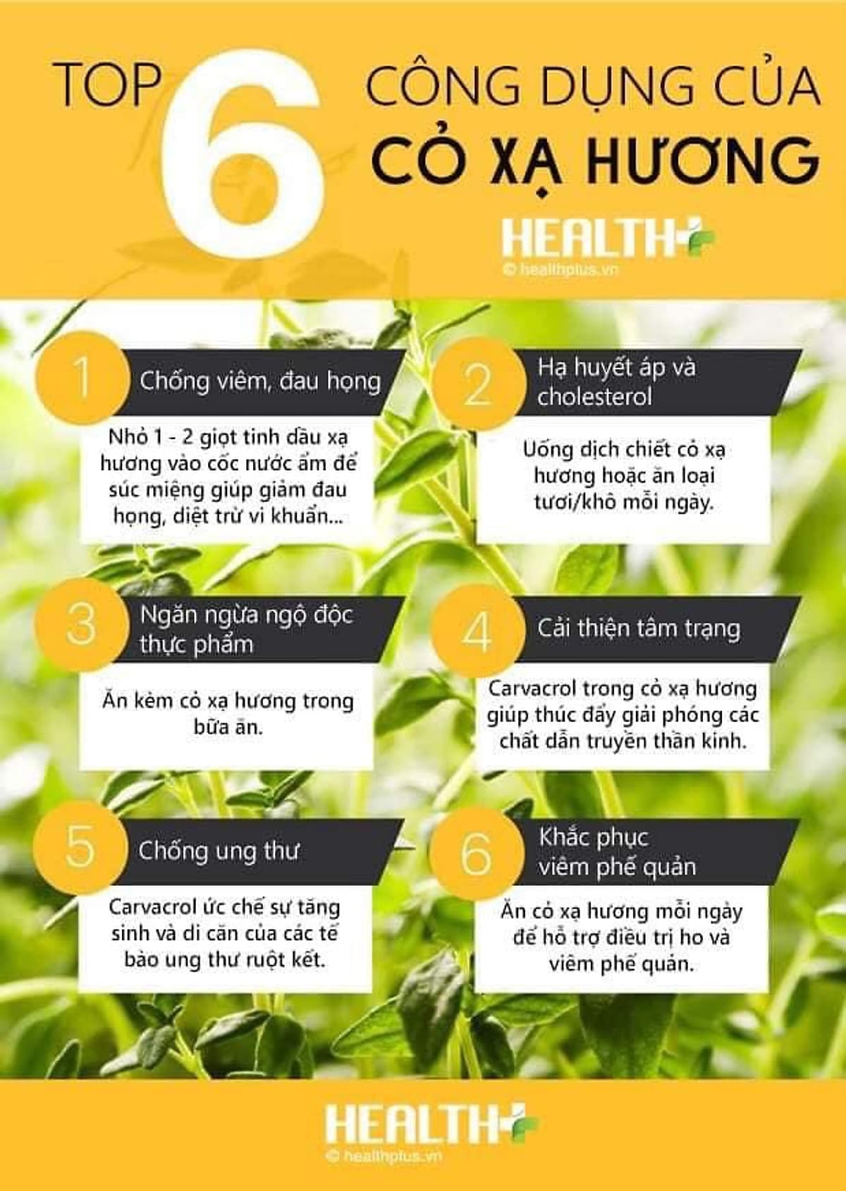 Dầu húng chanh Minion 30ml