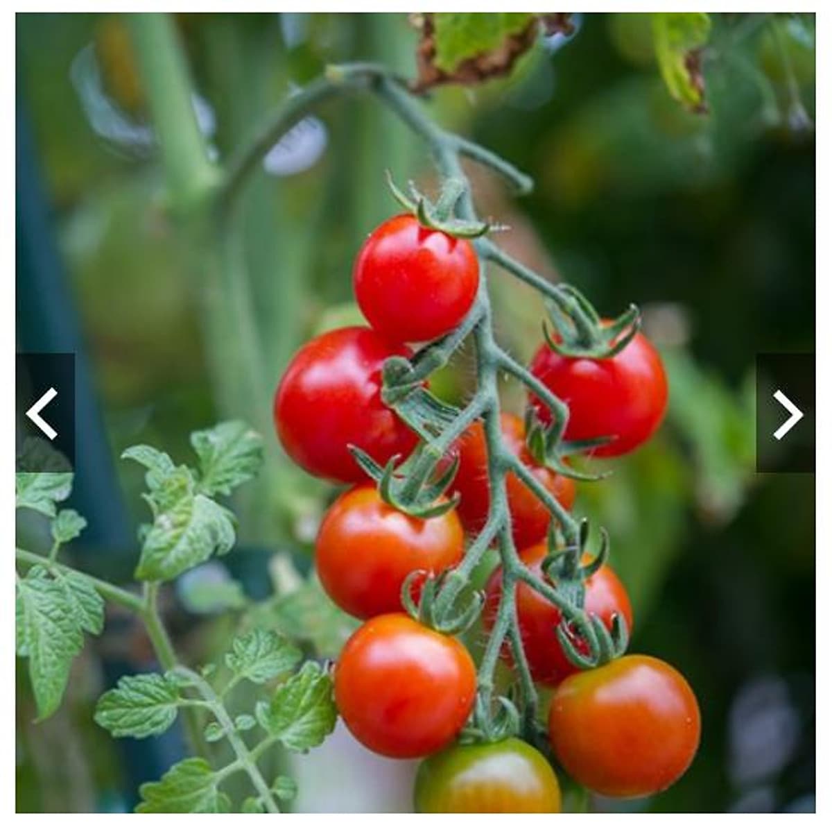 Hạt giống cà chua cherry F1- A6 0.5g