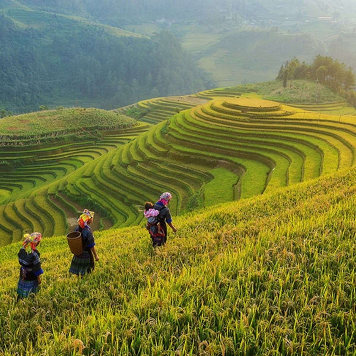Tour 5N4Đ Hà Nội - Tú Lệ - Mù Cang Chải - Lai Châu - Điện Biên - Mộc Châu - Mai Châu, Khách Sạn 4 Sao, Khởi Hành Thứ 4 Hàng Tuần
