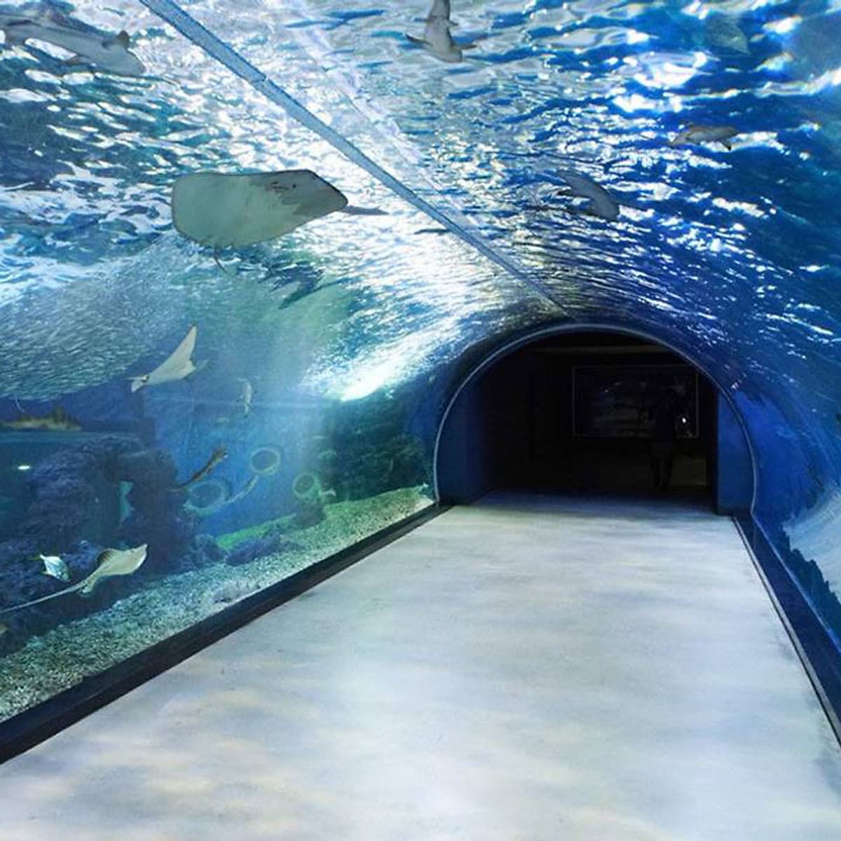 Vé Thủy Cung Aqua Planet Jeju, Hàn Quốc