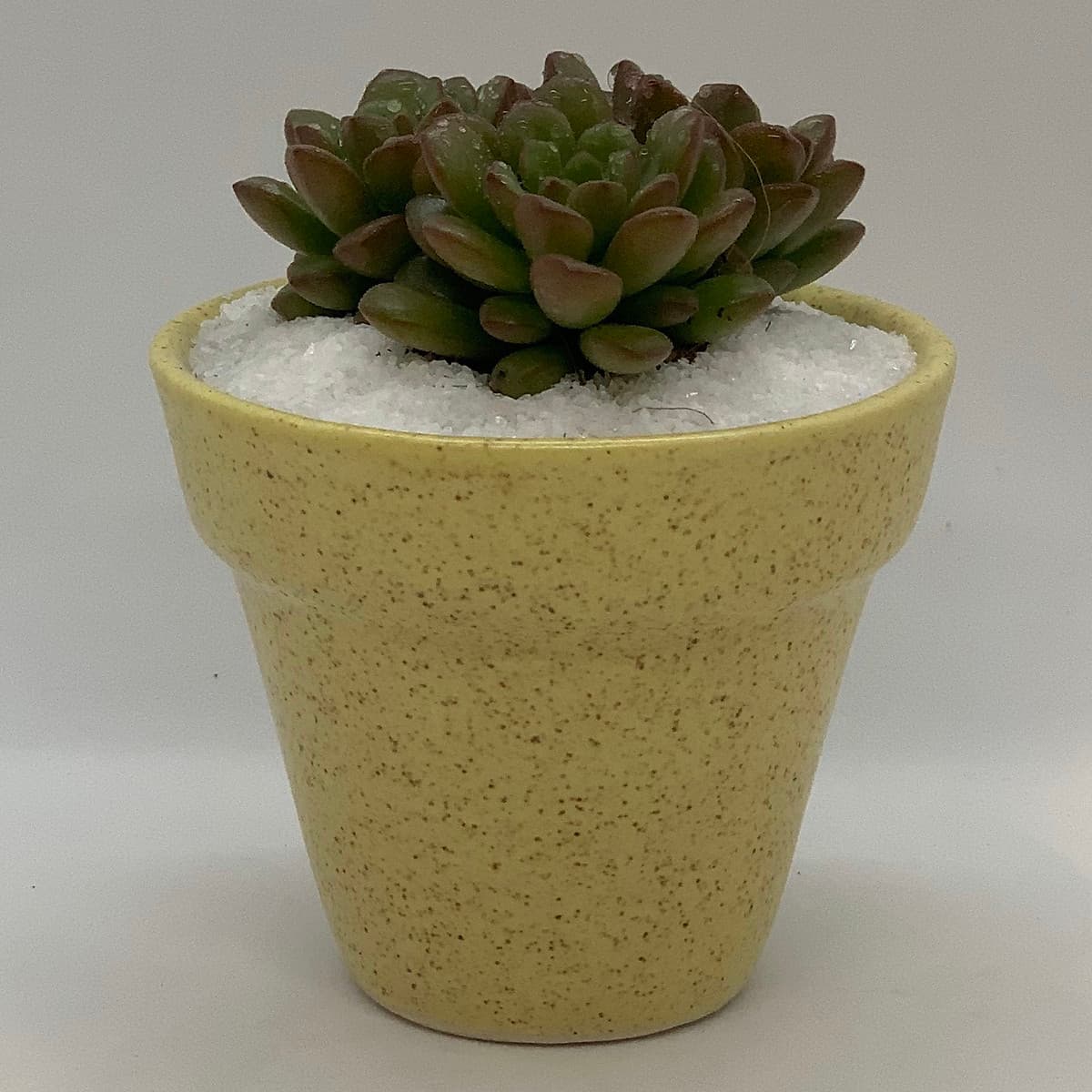 Sen Đá Ruby Đỏ - 7x7x15 Cm - Cây Mini Để Bàn & Chậu Gốm Sứ Bát Tràng Trồng Cây Sen Đá, Xương Rồng, Tiểu cảnh Terrarium - Dáng Trôn Ốc