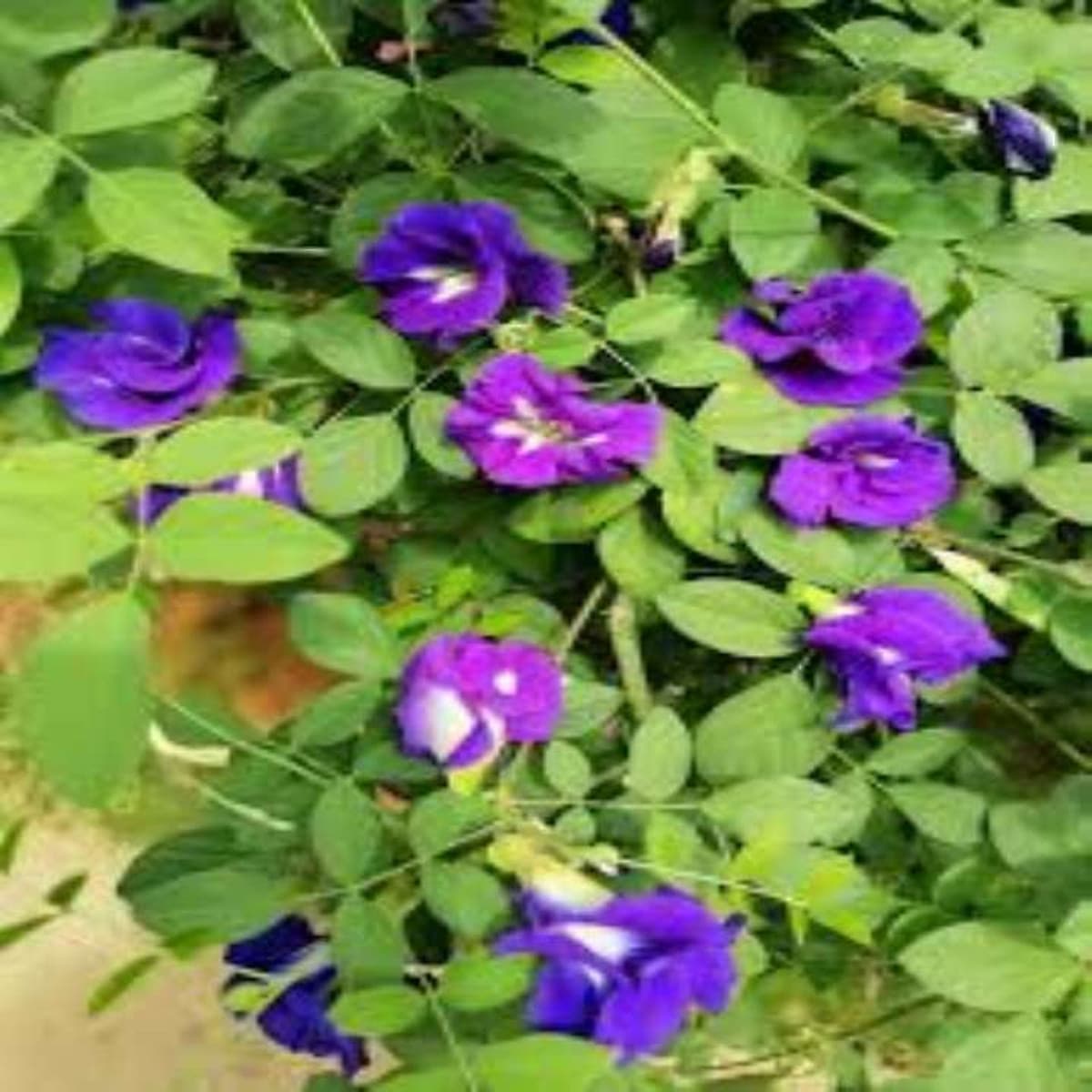 Gói 20 hat giống đậu biếc