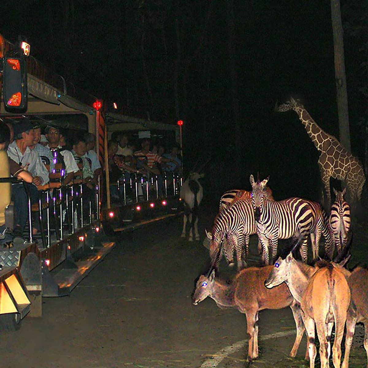 Vé Tham Quan Chiang Mai Night Safari, Thái Lan Ban Đêm (18:30 - 22:30)
