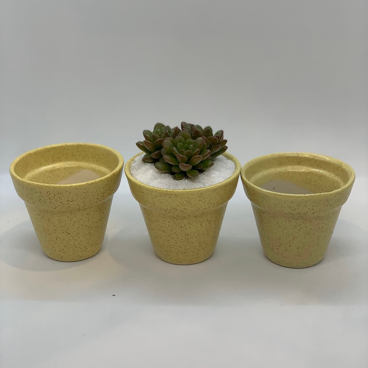 Sen Đá Ruby Đỏ - 7x7x15 Cm - Cây Mini Để Bàn & Chậu Gốm Sứ Bát Tràng Trồng Cây Sen Đá, Xương Rồng, Tiểu cảnh Terrarium - Dáng Trôn Ốc
