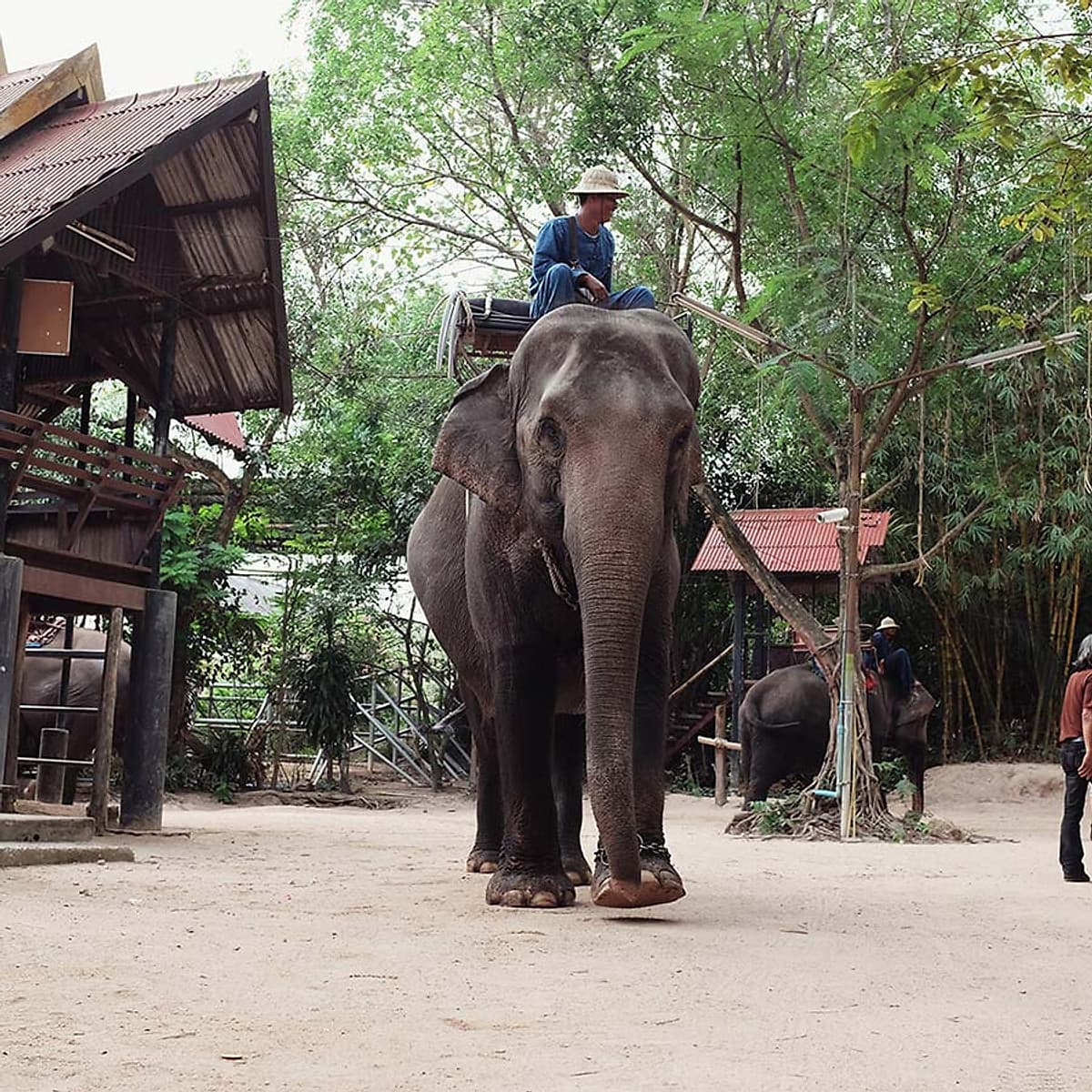 Vé Tham Quan Làng Voi Pattaya, Thái Lan - Một Giờ Trekking Cùng Voi (16:00 - 17:00)