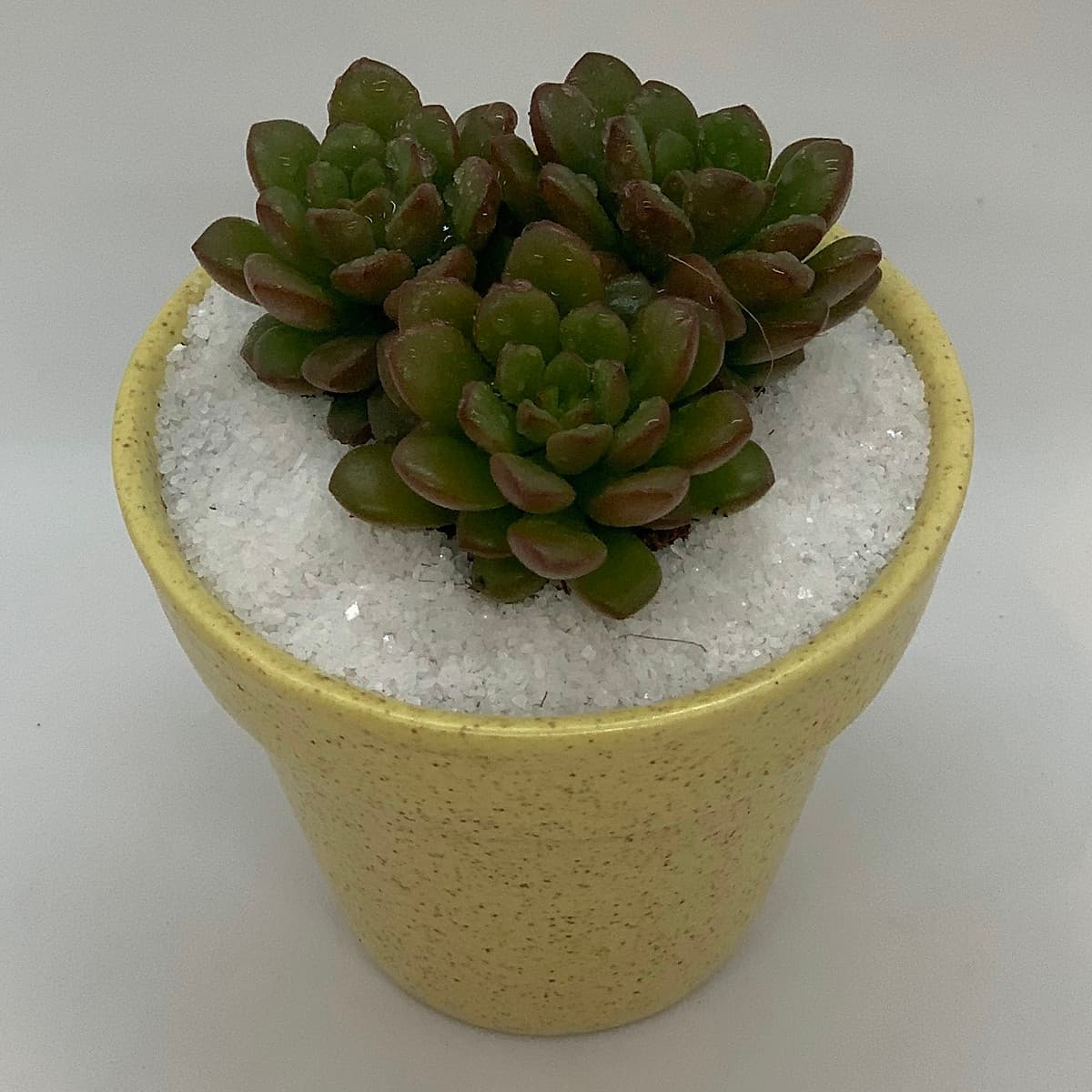 Sen Đá Ruby Đỏ - 7x7x15 Cm - Cây Mini Để Bàn & Chậu Gốm Sứ Bát Tràng Trồng Cây Sen Đá, Xương Rồng, Tiểu cảnh Terrarium - Dáng Trôn Ốc