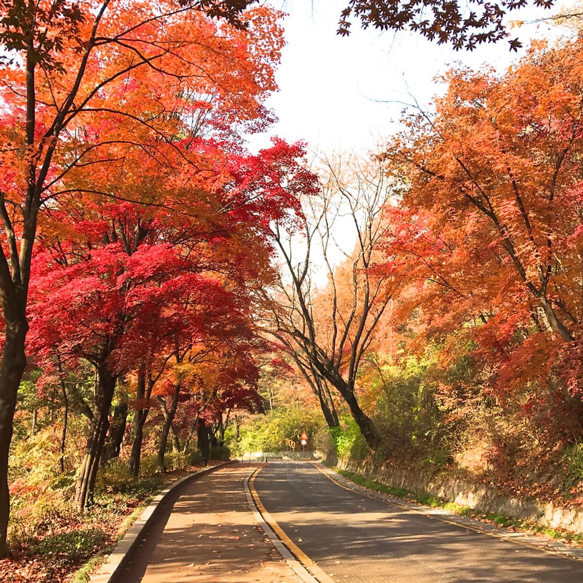 [HCM] Tour Hàn Quốc 4N4Đ: Seoul - Nami - Everland, Khởi Hành Tháng 03, 04, 05, 06 & Lễ 30/4