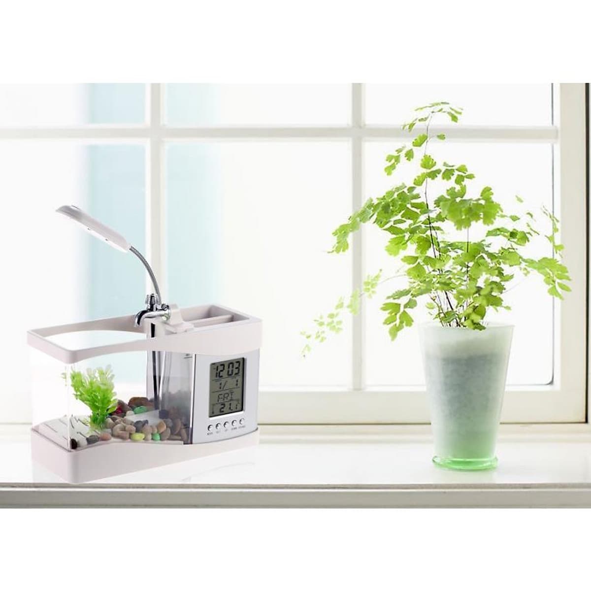 Bể cá mini để bàn làm việc