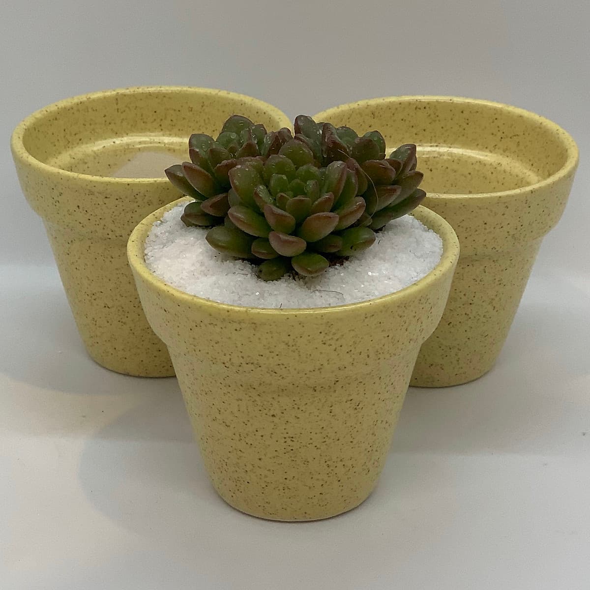 Sen Đá Ruby Đỏ - 7x7x15 Cm - Cây Mini Để Bàn & Chậu Gốm Sứ Bát Tràng Trồng Cây Sen Đá, Xương Rồng, Tiểu cảnh Terrarium - Dáng Trôn Ốc