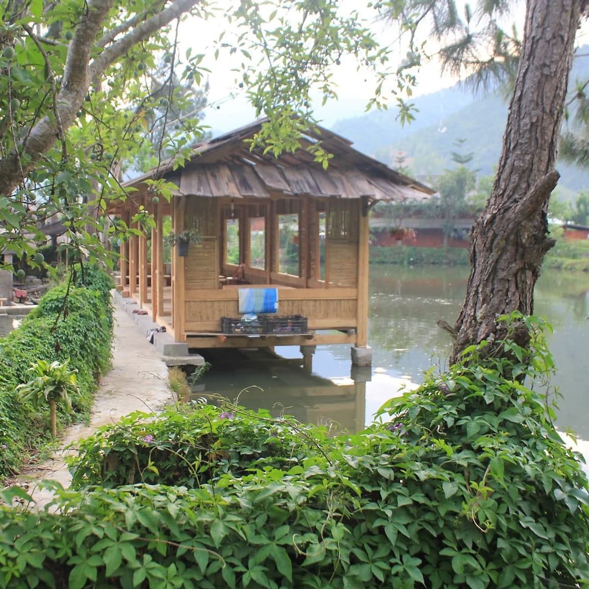 Tour Mù Cang Chải 2N1Đ Mùa Lúa Chín, Khởi Hành Thứ 7 Hàng Tuần & Dịp Lễ