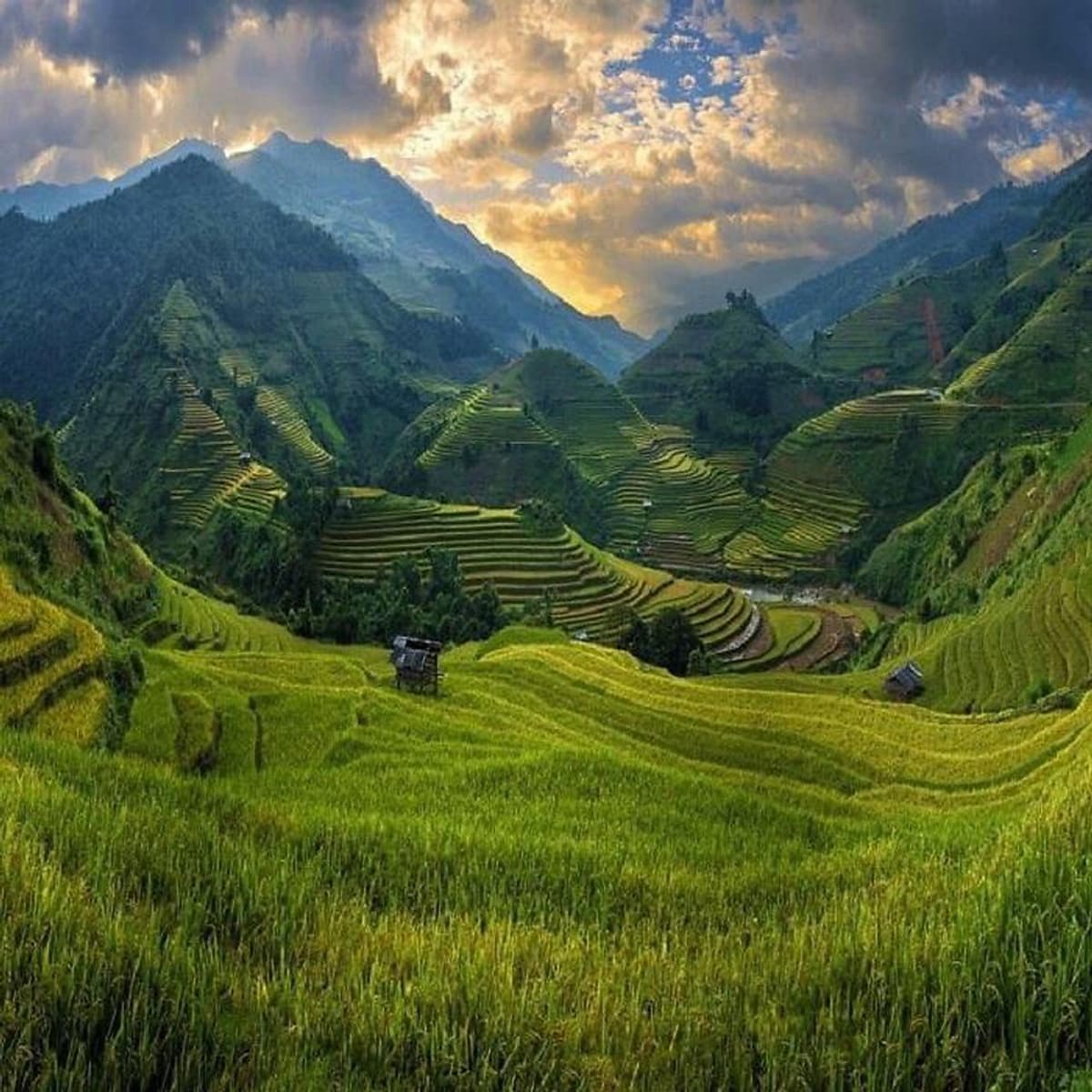 Tour Mù Cang Chải 2N1Đ Mùa Lúa Chín, Khởi Hành Thứ 7 Hàng Tuần & Dịp Lễ