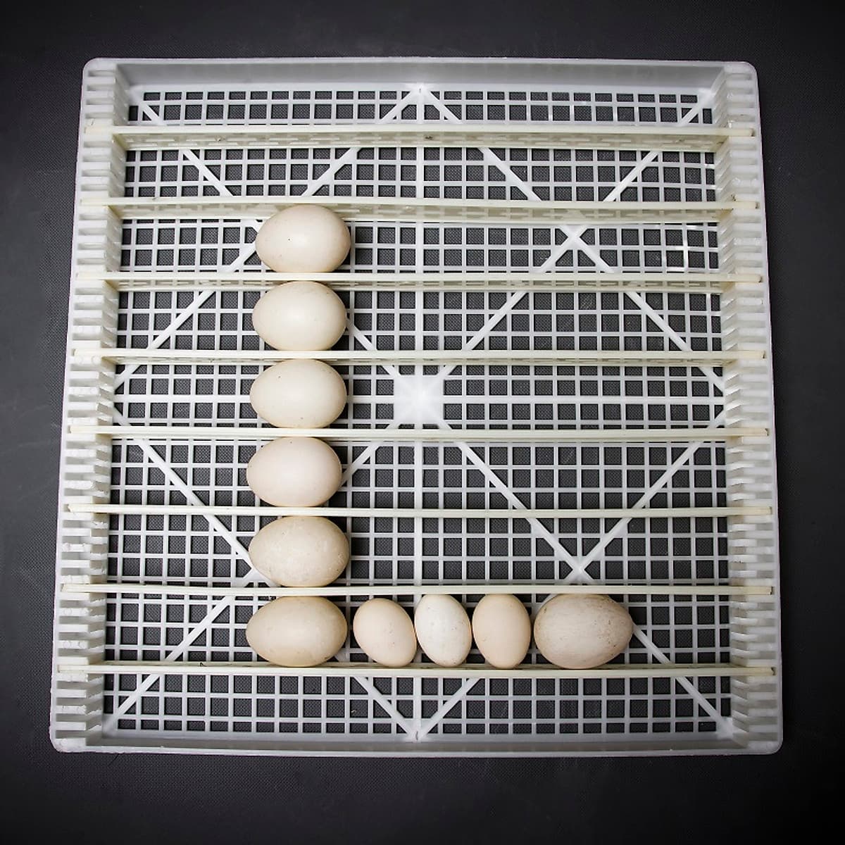 Máy ấp trứng Delta -H10 [1000 trứng] - Hàng chính hãng