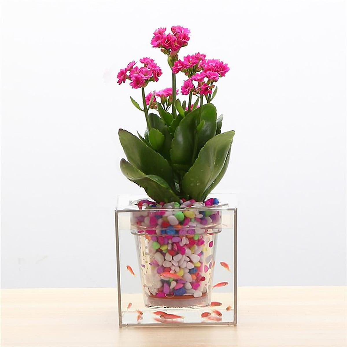 Bể Cá Kết Hợp Chậu Trồng Cây Đa Chức Năng