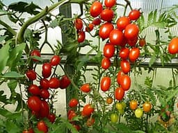 Hạt giống cà chua cherry F1- A6 0.5g