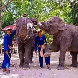 Vé Tham Quan Làng Voi Pattaya, Thái Lan - Một Giờ Trekking Cùng Voi (10: 30 - 11:30)