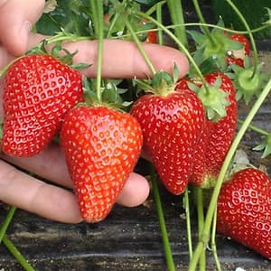 Bộ 1 gói Hạt giống dâu tây đỏ chịu nhiệt