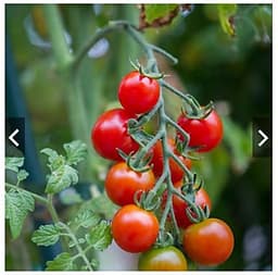 Hạt giống cà chua cherry F1- A6 0.5g