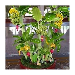 01 Gói Hạt Giống Chuối Mini - Nảy Mầm Cực Chuẩn