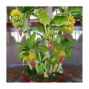 01 Gói Hạt Giống Chuối Mini - Nảy Mầm Cực Chuẩn