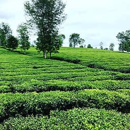 Tour Mù Cang Chải 2N1Đ Mùa Lúa Chín, Khởi Hành Thứ 7 Hàng Tuần & Dịp Lễ