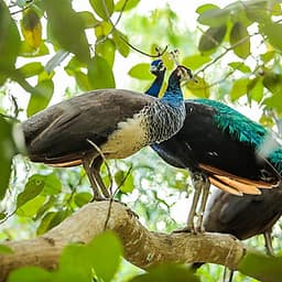 Vé Tham Quan Làng Voi Pattaya, Thái Lan - Một Giờ Trekking Cùng Voi (10: 30 - 11:30)
